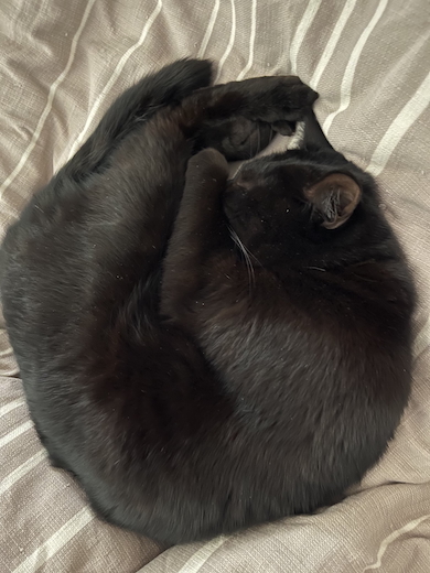 クロタくんの日常