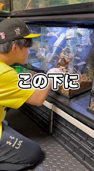 飼育ケースの下を探す