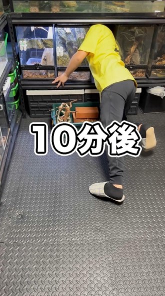 飼育ケースの裏を探す