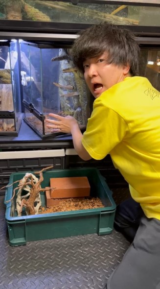 消えたヤモリ発見