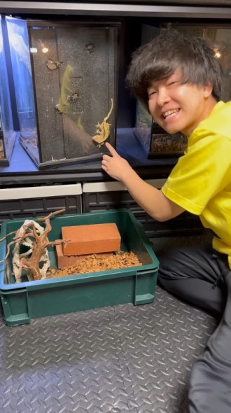 小さな隙間から飼育ケース裏に入り込だヤモリ