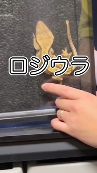 今日からロジウラに改名!?