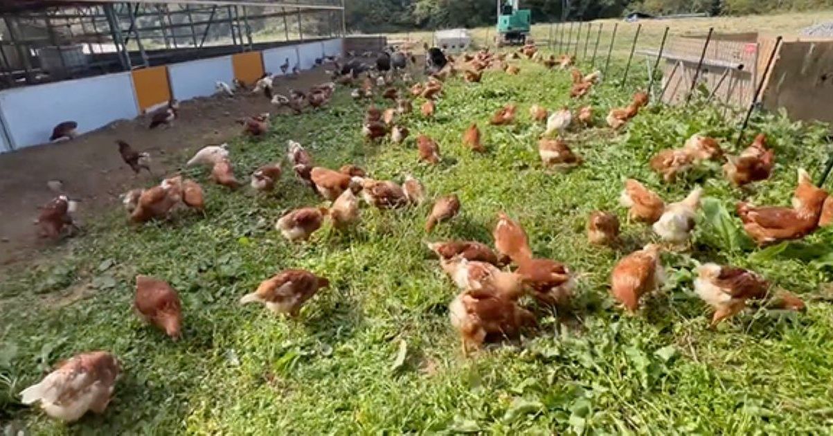 雑草ボーボーの運動場に“180羽のニワトリ”を放ったら……　次の日、まさかの光景に「感動しました」「すごい食欲」（1/3） | ライフスタイル ねとらぼ