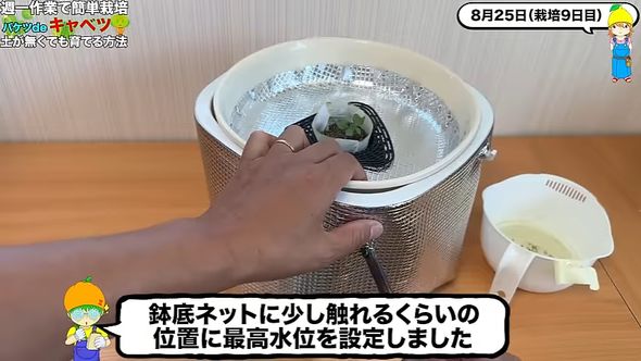 キャベツを水耕栽培する容器に排水用の穴をあける