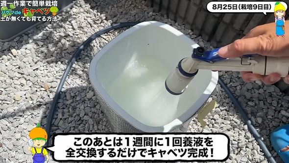 キャベツの水耕栽培は1週間に1回だけ作業する