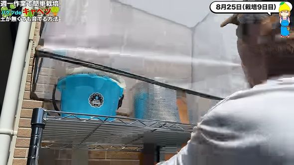 遮光と害虫対策のため防虫ネット内でキャベツを育てる