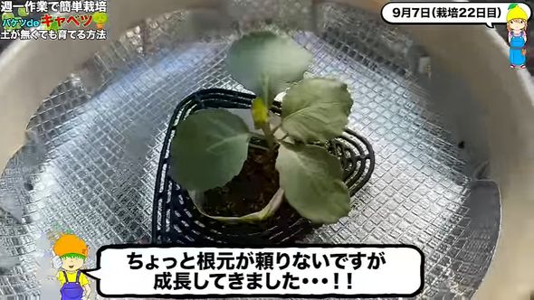 成長し始めたキャベツ