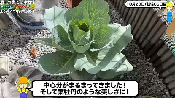 中心部が丸まってきたキャベツ