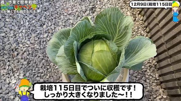 収穫期を迎えたキャベツ
