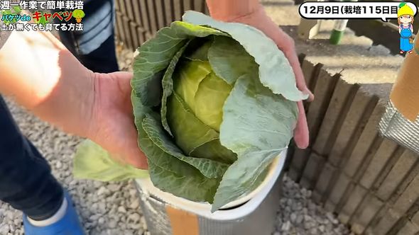 収穫されたキャベツ