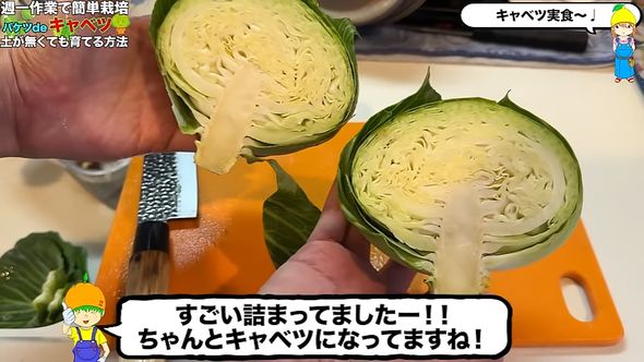 真っ二つにしたキャベツの断面
