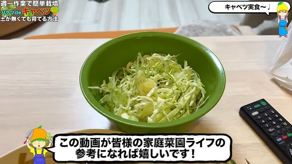 水耕栽培で育てたキャベツの千切り