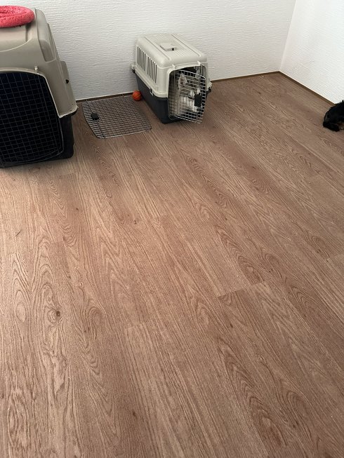 小さいキャリーに入る犬