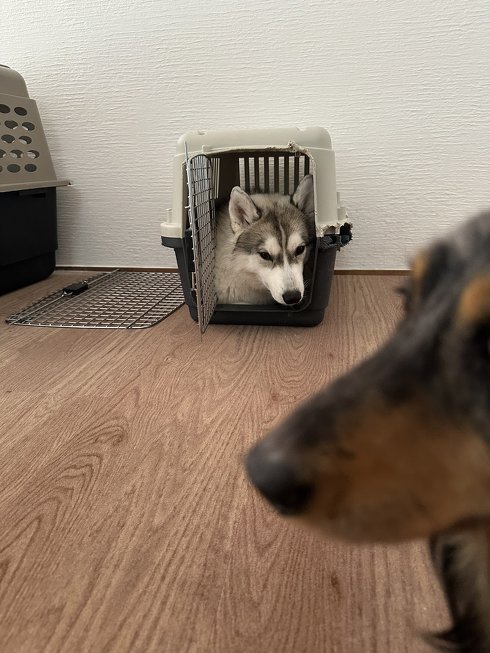 小さいキャリーに入る犬