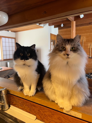 2025年3月のシャイロとバグ