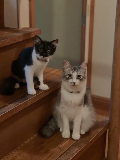 2024年9月のシャイロとバグ