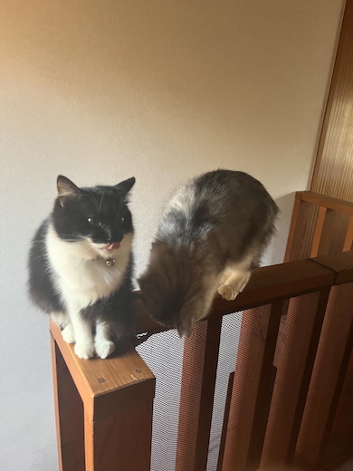 シャイロとバグ