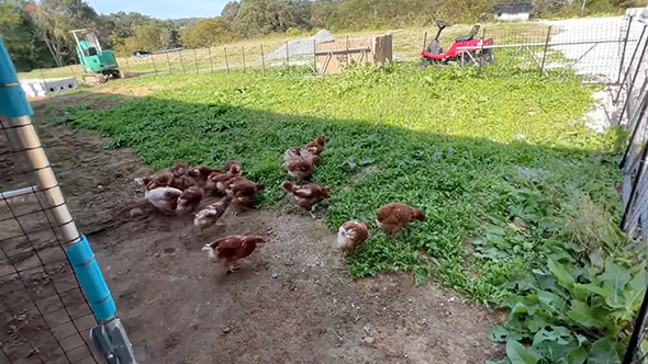 ニワトリを雑草だらけの運動場に放したら