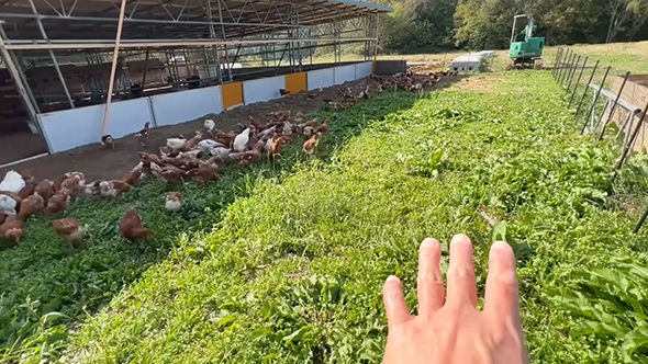 ニワトリを雑草だらけの運動場に放したら