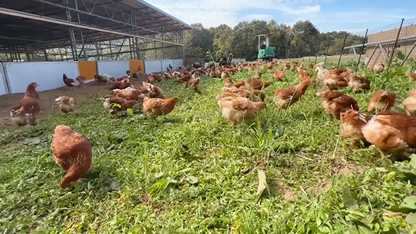 ニワトリを雑草だらけの運動場に放したら