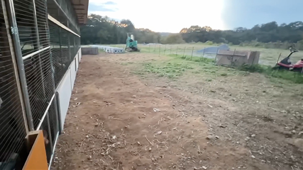 ニワトリを雑草だらけの運動場に放したら