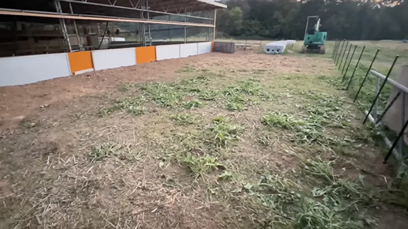 ニワトリを雑草だらけの運動場に放したら