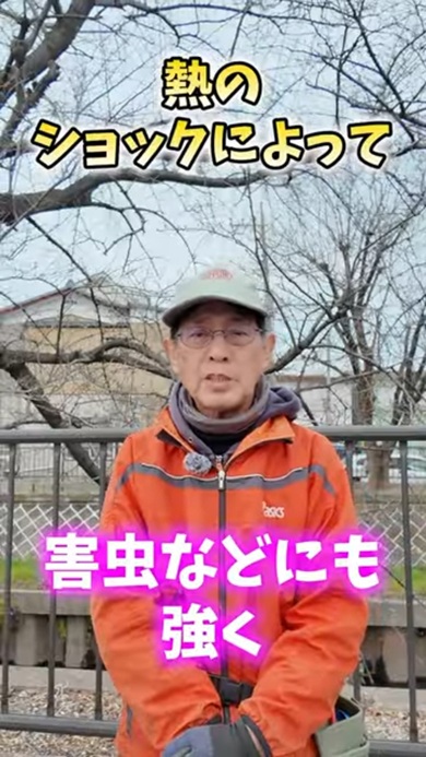 熱によるショックを受けて野菜の抵抗力を高める