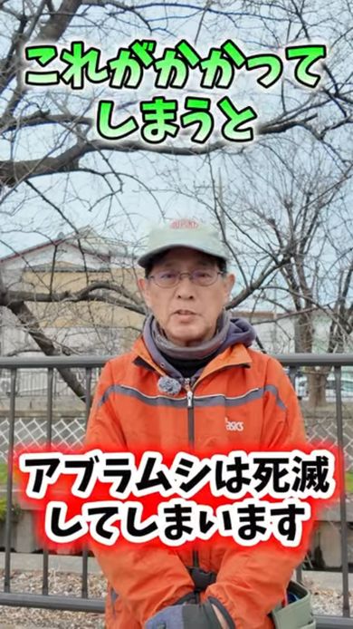 お湯をかけるとアブラムシは死滅する