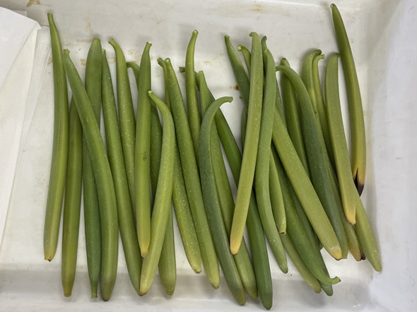 収穫したバニラの果実