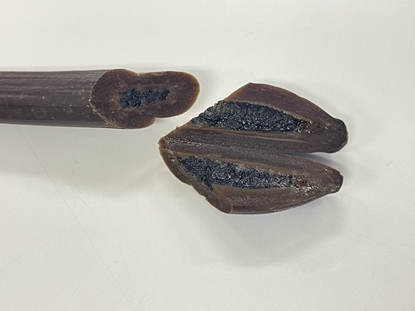 小さな種子が大量に詰まっているバニラビーンズの中身