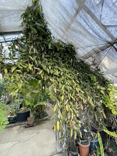 天井に届くほどまで生育したバニラの株