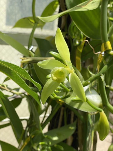 短時間しか咲かないバニラの花
