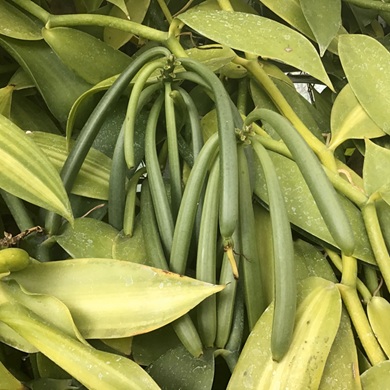 結実したバニラ