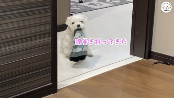 腹巻を持ってきたナナくん