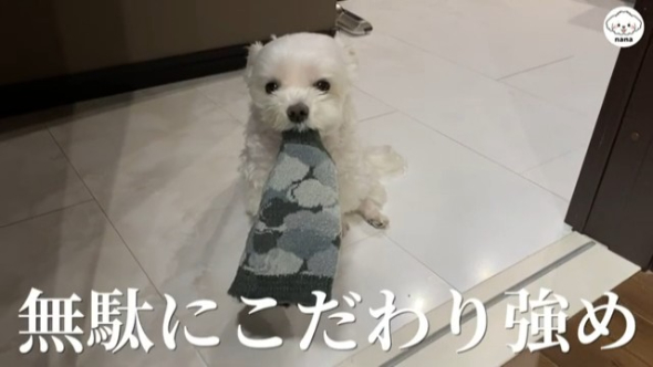 頑なに動かないナナくん