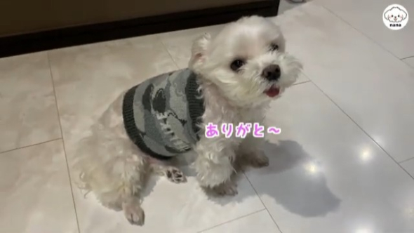 腹巻をしてもらってご満悦