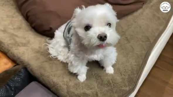 ママさんと同じ部屋に移動したナナくん