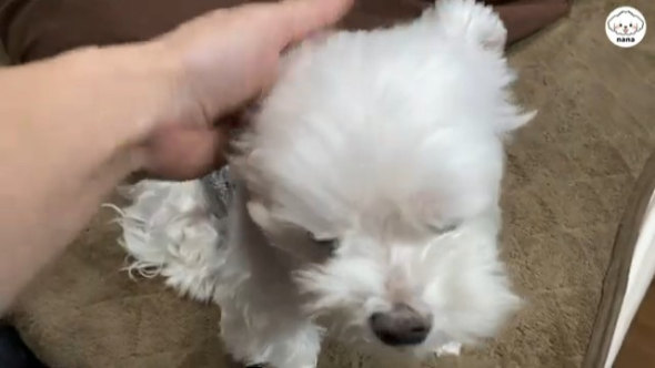 ママさんになでられるナナくん