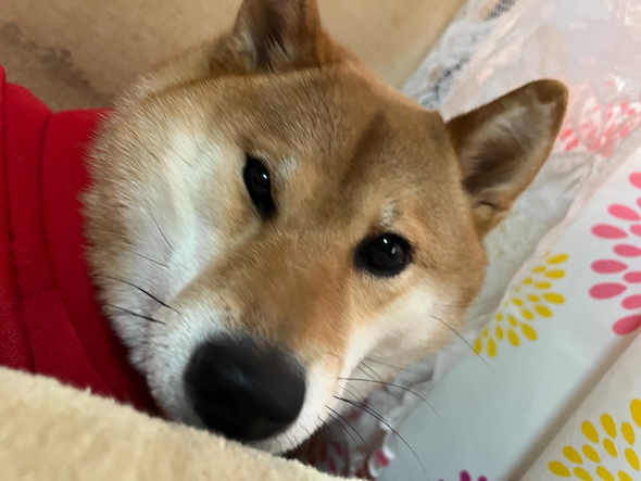 じーっと見るポン子