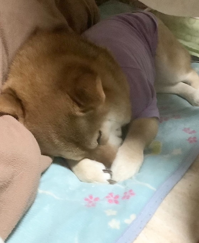 おねんねするポン子