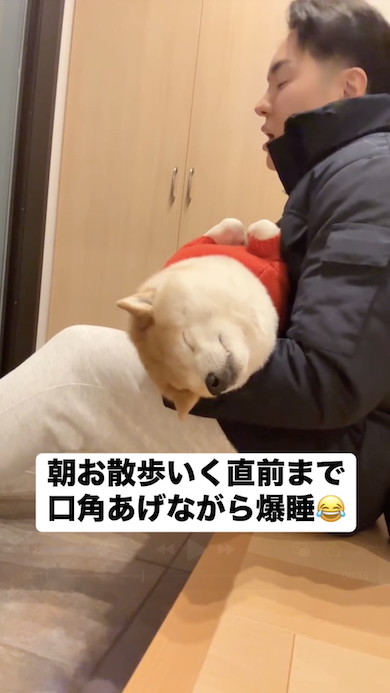 散歩前に眠りつづける柴犬