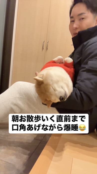 散歩前に眠りつづける柴犬
