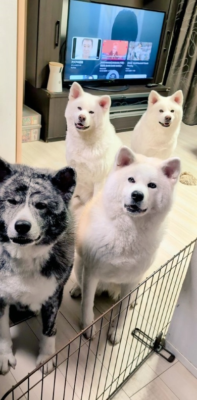 イヌへの愛が深すぎ次女