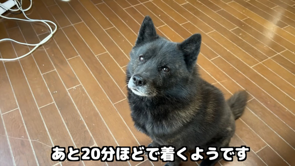 家族の帰宅を待つワンコ