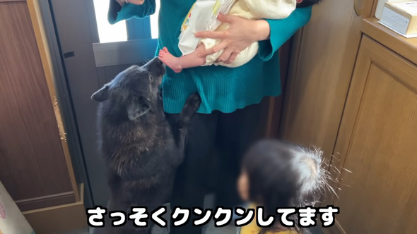 かけ寄るワンコ