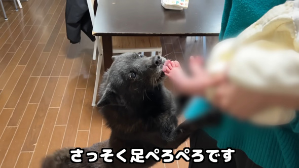 ぺろぺろするワンコ