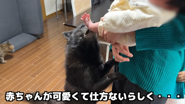赤ちゃんをかわいがるワンコ
