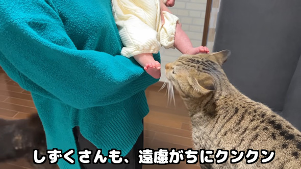 赤ちゃんが気になる猫