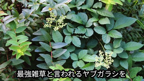 おすすめ