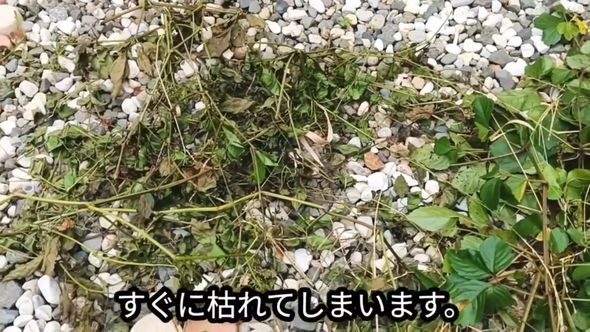 ハサミでカットした部分はすぐにしおれる